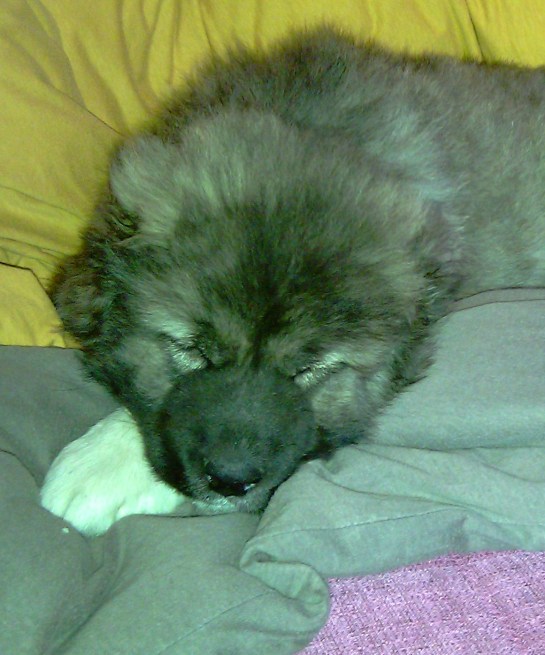 Caucasian Shepherd Puppy Sleeping
