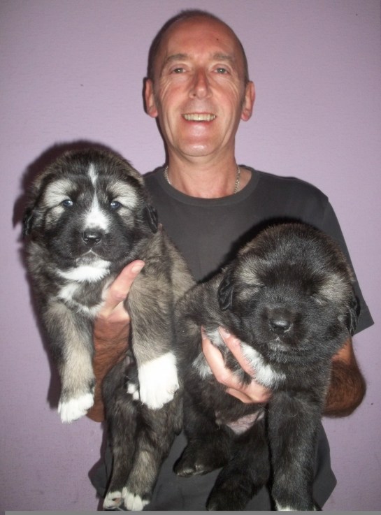 Two of Bassa's 26 day old puppies